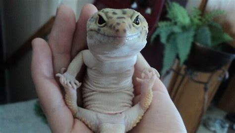 18 Weird Lizards That Really Need To Stop Confusing Us