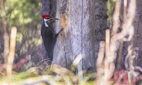 Free Images Tree Nature Forest Wilderness Bird Trunk Recreation