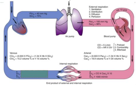 Lecture 1 Oxygen Delivery Oxygen Transport And Tissue Oxygenation