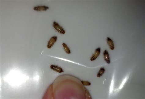 Carpet Beetle Larvae Whats That Bug