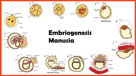 Perkembangan pada umumnya terjadi pada kebanyakaan orang dalam periode usia tertentu dicatat sebagai kecenderungan sifat perkembangan dalam periode tertentu. Pengertian Embrio dan embriogenesis - ApaYangDimaksud.com