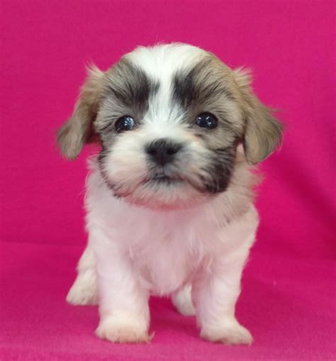 1,289 likes · 56 talking about this. Shih Tzu Bichon Puppies for Sale Colorado | TLC Kennel