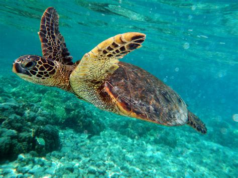 Filegreen Turtle Swimming In Kona May 2010 Simple English