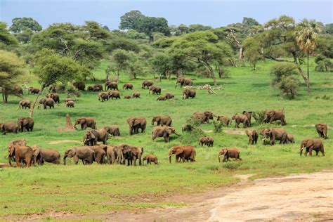 Le Parc National De Tarangire En Tanzanie