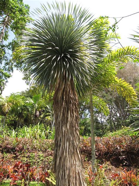 5 Cold Hardy Palms For Zone 7 In 2023 A Nest With A Yard