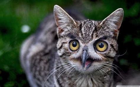 Wide Eyed Animal Hybrids Cats With Owl Faces