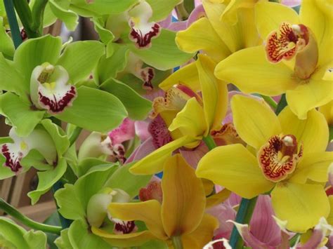 Growing Orchids Hydroponically A Full Guide Gardening Tips