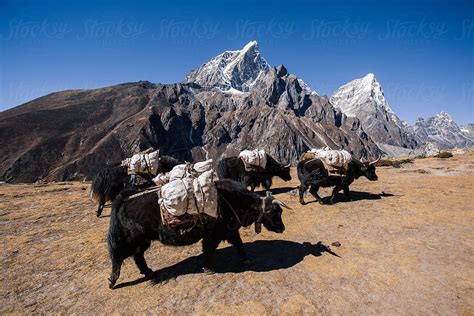 Yaks Carrying Stuff On Himalayas By Stocksy Contributor Marko Stocksy