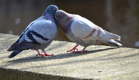 Pigeons Doves Animals Free Photo On Pixabay