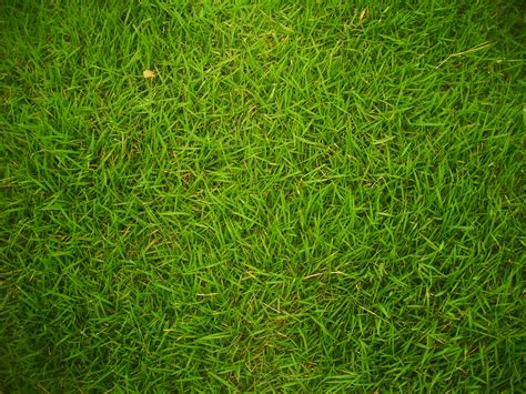 File:Grass 01.jpg - Wikimedia Commons