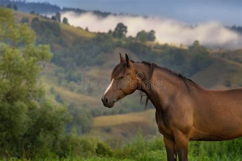 Horse On Pasture In Mountain Landscape Stock Photo Image Of Beauty