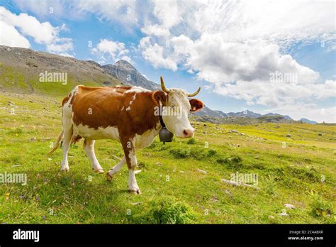 Grazing Cow In The High Mountains Stock Photo Alamy