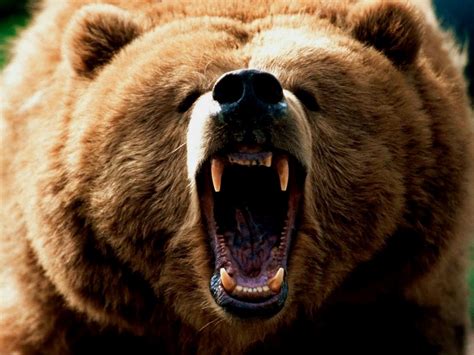 Angry Grizzly Bear Image Id 279009 Image Abyss