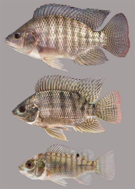 Nile Tilapia Discover Fishes