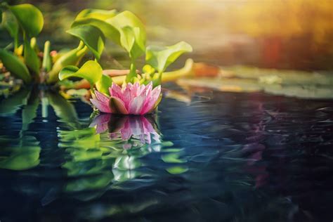 Feel free to download, share, comment and discuss every wallpaper you like. Lotus Wallpaper 46 - 2048x1366