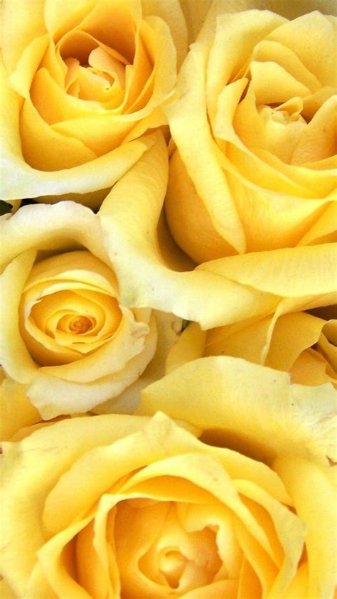Yellow Roses Wallpapers Top Free Yellow Roses Backgrounds