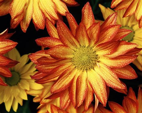 Set the pots in bright, indirect light and water consistently throughout autumn. Fall Flowers Wallpapers - Wallpaper Cave