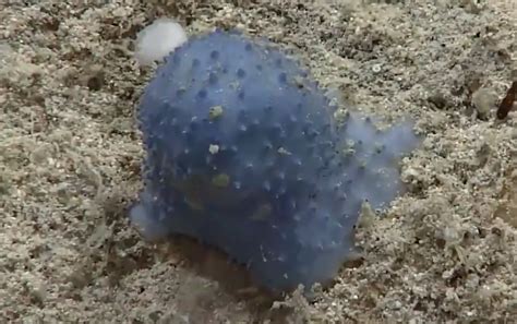 Mystery Blob Like Creature Of Blue Goo On Ocean Floor Baffles Scientists
