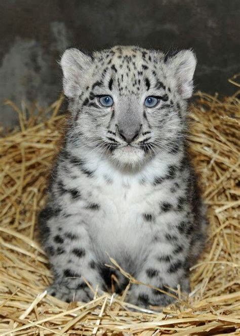 Beautiful Snow Leopard Wild About Animals Pinterest