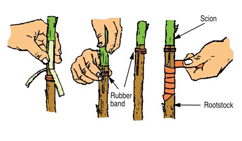 How To Graft Fruit Trees The Four Flap Graft Plant Instructions