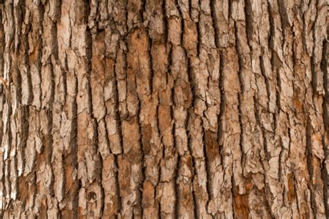 Bark Texture Pictures Download Free Images On Unsplash