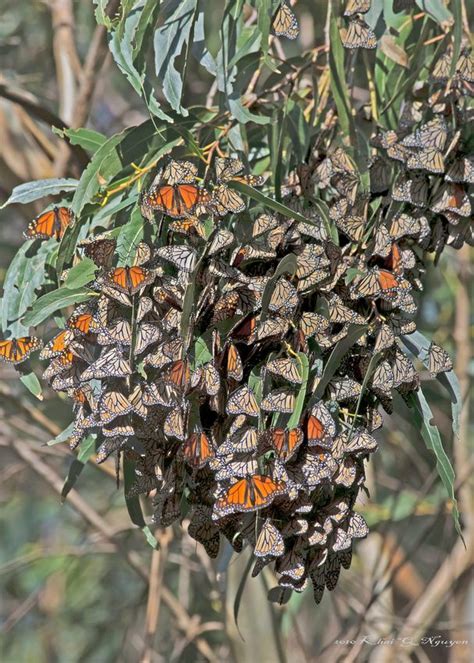 Explore santa cruz scorpion in channel islands national park, california with recreation.gov. Monarch butterflies in Santa Cruz, CA | Santa cruz, Santa ...