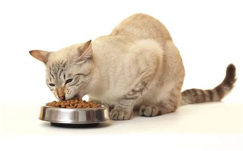 Is your cat really constipated? 5 Best High Fiber Cat Foods (Good For Constipation) 2019 ...