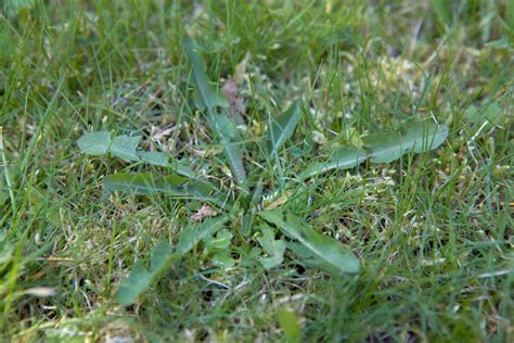 Onkruid Herkennen Verwijderen Soorten Gardeners World