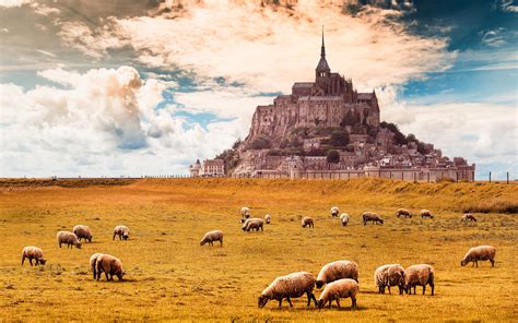 Download Wallpapers Mont Saint Michel Field Sheep Castle Normandy France For Desktop With