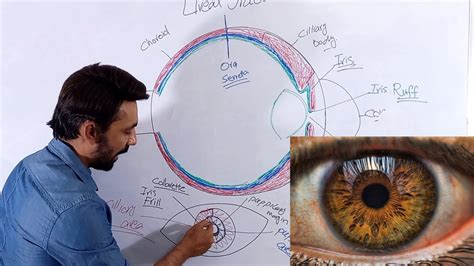 Anatomy And Physiology Of Uveal Tract Iris Youtube