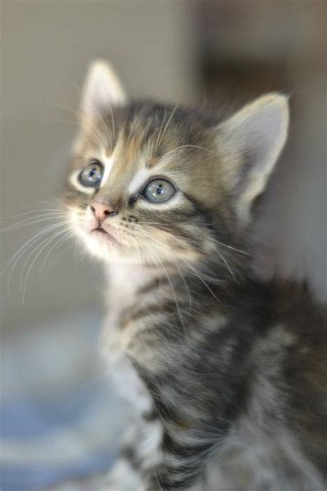 Cute Little Kitten Cats Photo 36360540 Fanpop