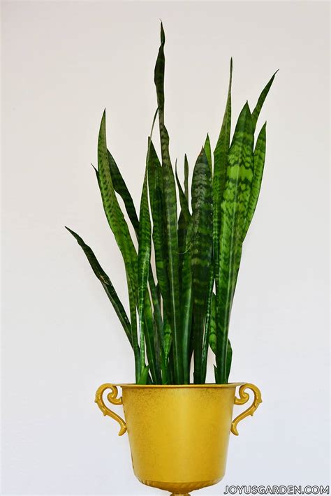 There are more than 3,000 species of snakes in the world and there is at least one type of snake on every continent except antarctica. Snake Plant Care: How to Grow this Diehard Houseplant