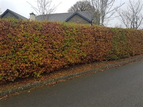 Hedging Plants Bareroot Hedges For Sale In Ireland Hedgingie