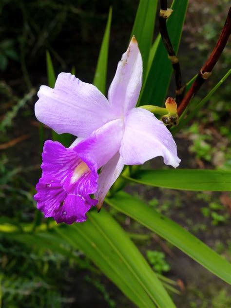 Papua New Guinea Orchids Of The Western Highlands Travel2unlimited