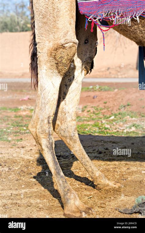 Closeup Of Camel Back Legs Stock Photo Alamy