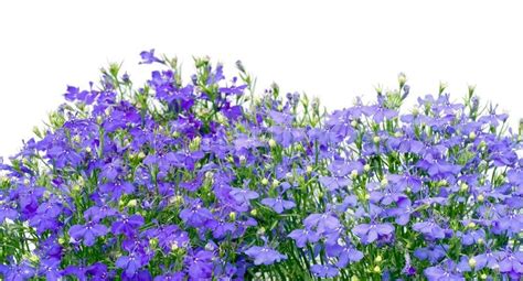 Thousands Small Dark Blue Small Flowers Border Isolated On White