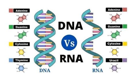 31 Differences Between Dna And Rna Dna Vs Rna Phd Nest