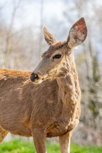 Adult Female Deer Up Close In The Wild Wildlife Hunting Season Doe