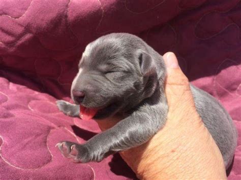 34,811 likes · 34 talking about this. AKC Yellow/Charcoal Labrador Puppies Just BORN for Sale in Simla, Colorado Classified ...