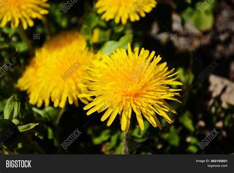 Yellow Dandelions Image And Photo Free Trial Bigstock