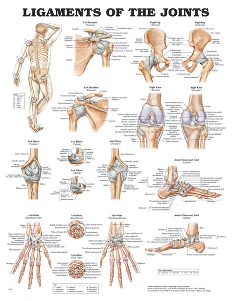See medical drawing examples and more. Anatomical Charts | Integrated Medical