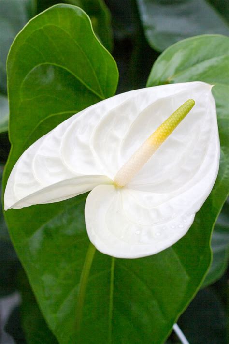 Check spelling or type a new query. 7 Heart Shaped Plants Perfect for Valentine's Day | ctrl ...