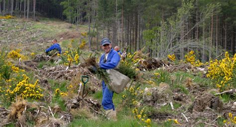 Contract Planting Welcome To Cawdor Forestry Welcome To Cawdor Forestry