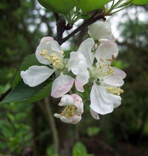 Hedgewatch May Crab Apple Malus Sylvestris