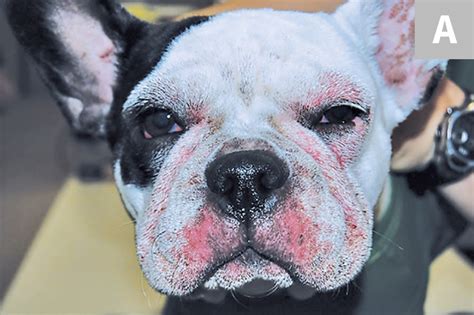 75 French Bulldog Allergies Treatment Pic Bleumoonproductions
