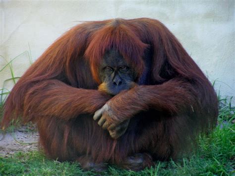 Free Orangutang Stock Photo - FreeImages.com