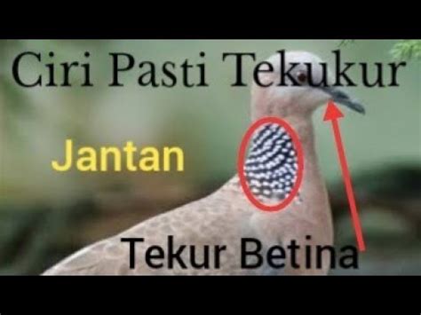 Cara untuk mengetes adalah pegang burung dengan posisi terbalik, lalu tekan dengan perlahan area panggul (lihat gambar), anda akan merasakan tulangnya melalui. Ciri Ciri Gambar Burung Derkuku Jantan Dan Betina / 10 ...