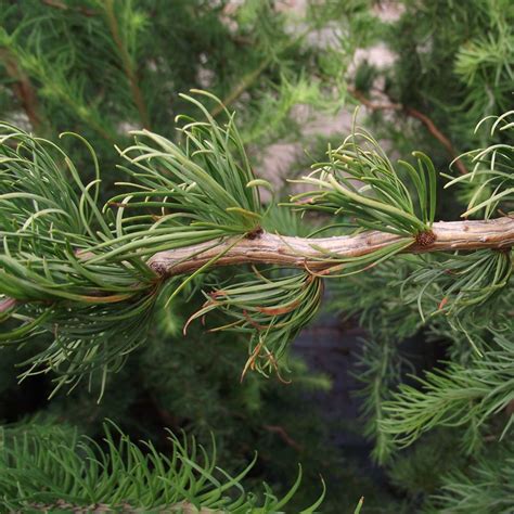 Larix Kaempferi Diane Buy Japanese Larch Tree Japanese Red Cedar