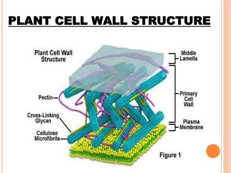 Cell Wall Structure And Function Functions Of A Cell Wall Brilnt