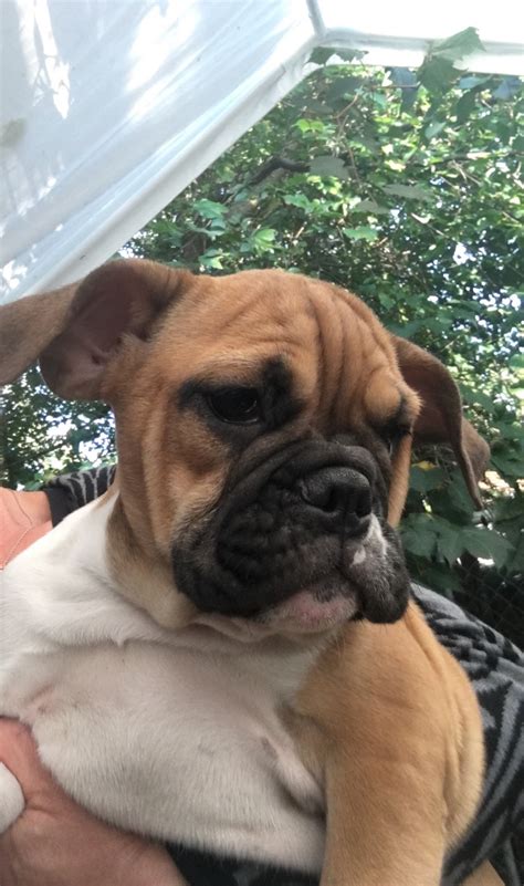 We are dedicated to matching the perfect pet with the right family. Old English Bulldog Puppies For Sale | Berlin, CT #241570